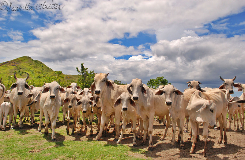 Abelita Livestock Farm